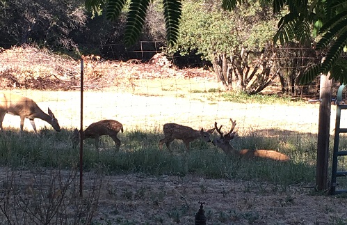 deerr fam 1.JPG